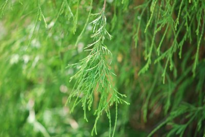 Chamaecyparis pisifera 'Filifera Aurea' -cypřišek hrachonosný 'Filifera Aurea' - jarní větévky